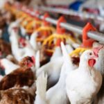p5 gripe aviar – reconocimiento mundial1