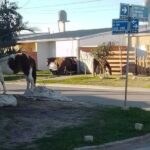 p5 recate de caballos1