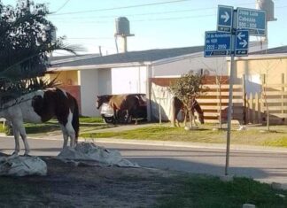 Otros tres caballos fueron retirados de la vía pública