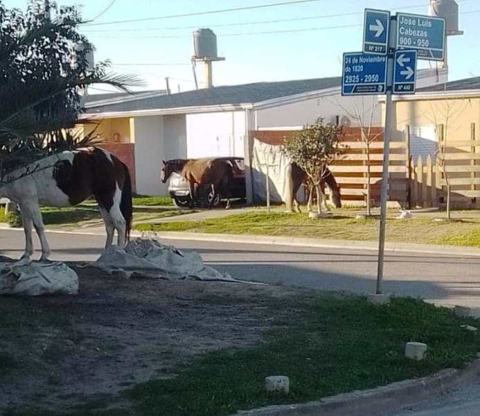 p5 recate de caballos1