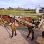 p5 rescate de caballo1