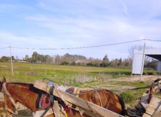 Trasladaron al refugio a un caballo sometido a maltrato