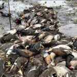 p6 – Barco de la muerte 2