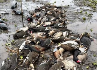 YATE DE LUJO. Caza ilegal: denuncian al “barco de la muerte” en las islas de Victoria