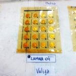 p6 – Monedas de oro 2