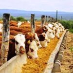 p8 – Asisten a productores bovinos de feedlot