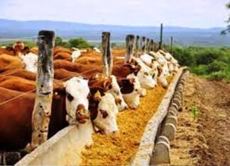 Asisten a productores bovinos de feedlot
