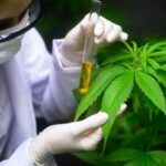 p8 çcannabis medicinal