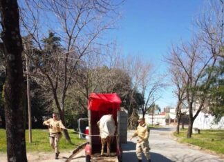 Siguen retirando caballos de la vía pública