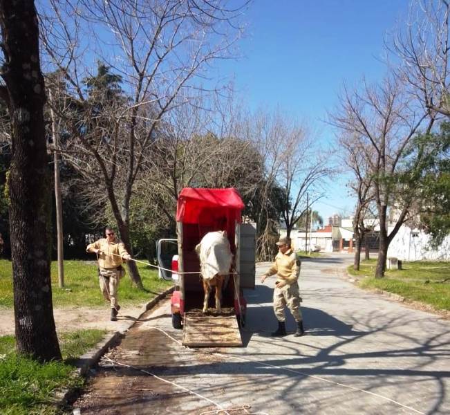 Pagina 3 Siguen retirando caballos de la vía pública