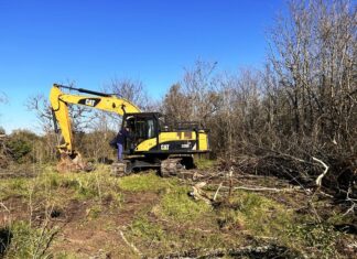 Comenzaron la erradicación de Acacias Negras
