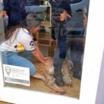 Pagina 6 Un animal salvaje ingresó a un comercio de la ciudad