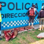 Pagina 7 Iban en moto con cuatro carpinchos eviscerados