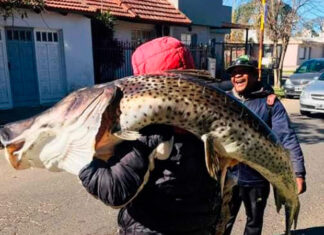 El sueño del pescador: Pescó surubí de más 40 kilos en el río Uruguay y se lo llevó al hombro a su casa