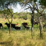 p2 – Incentivan la conservación de bosques nativos