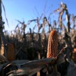 p2 – La producción de maíz en la Provincia cayó un 50%