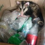 p4 rescate animal1