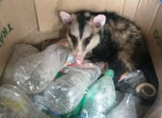 Protección animal. Rescataron a una comadreja