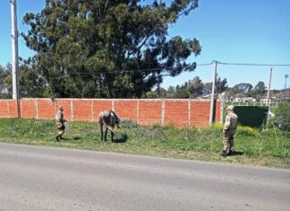 Protección animal. Rescataron a un nuevo caballo de la calle