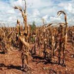 p5 – Entre Ríos perdió US$600 millones del campo