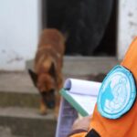 p5 bomberos – brigadas caninas1