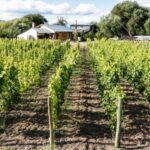 p8 – Eliminan las retenciones para las economías regionales