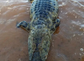 Apareció un yacaré en el lago Salto Grande