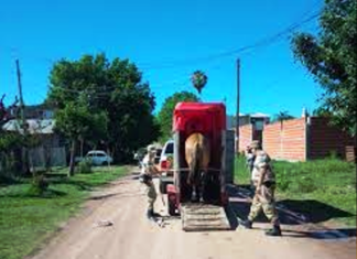 Dos nuevos caballos fueron enviados al refugio animal