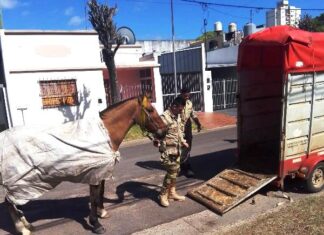 Fueron rescatados otros dos caballos sueltos de la vía pública