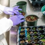 Cannabinoide 2
