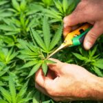 Cannabis Concepción se planta 2