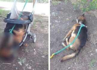 Ataron a un perro a un cochecito y murió ahorcado