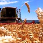 p1 cosecha de trigo1