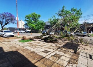 Destrozos por el temporal en ciudad