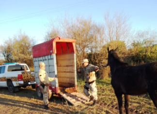 Rescataron a otro caballo suelto en la vía pública