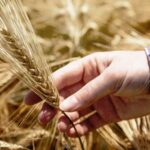 p8 – Prevén que las exportaciones