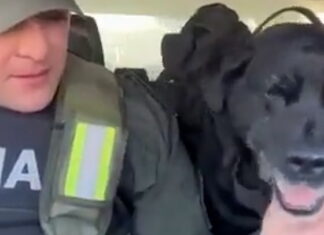 A cuatro meses de su pase a retiro: ¿Qué pasó con la perra de Gendarmería que se hizo viral por su emotiva despedida?