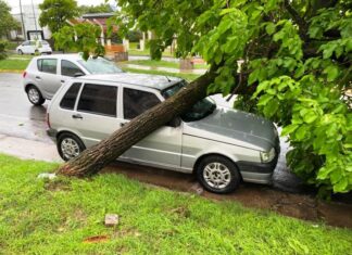 Temporal. Árbol se desplomó sobre dos autos estacionados