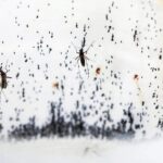 p9 Aedes Aegipti