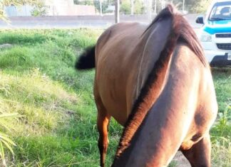 Recuperaron un caballo recientemente robado