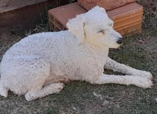 Familia busca a Lola después que fuera sustraída de su hogar