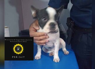 Recuperaron un bulldog que había sido robado y vendían en un kiosco