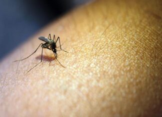 SALUD. Se registraron 231 nuevos casos de dengue