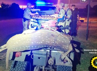 URDINARRAIN. Decomisan tres ciervos faeneados a un cazador