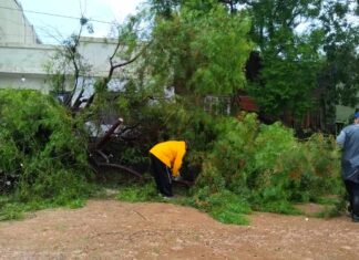 Prosigue el trabajo tras la caída de 90 árboles por el último temporal