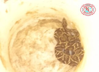 Rescataron a una serpiente que estaba en una vivienda