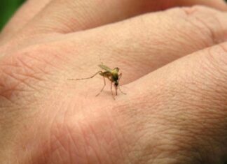 Dengue: Se triplicaron los casos en Gualeguaychú