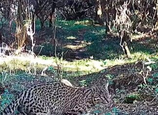 Fue captado en una cámara. Avistaron un gato montés en una reserva natural entrerriana