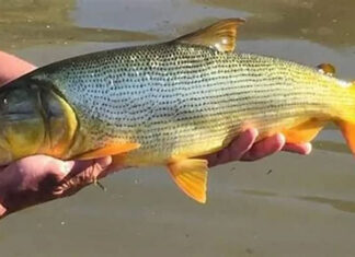 La CARU brinda tranquilidad a la población por consumo de pescado