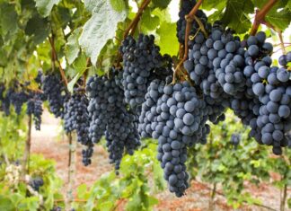 Celebrando el día del trabajador vitivinícola en Argentina